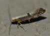 Argyresthia spinosella